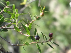 Vaccinium stenophyllum
