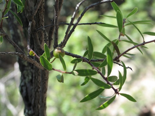 Image of Vaccinium stenophyllum by (c) Viacheslav Shalisko, some rights reserved (CC BY)