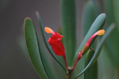 Grevillea pauciflora