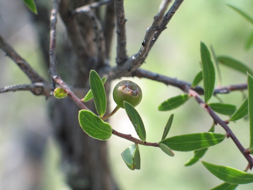 Image of Vaccinium stenophyllum by (c) Viacheslav Shalisko, some rights reserved (CC BY)