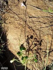 Lobelia preslii