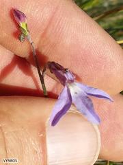 Lobelia preslii