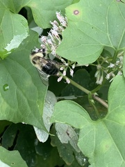 Bombus impatiens