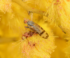 Sphenella ruficeps