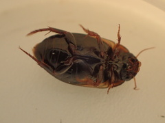 Agabus paludosus