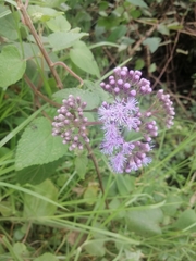 Aristeguietia lamiifolia
