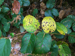 Mycosphaerella chimaphilae