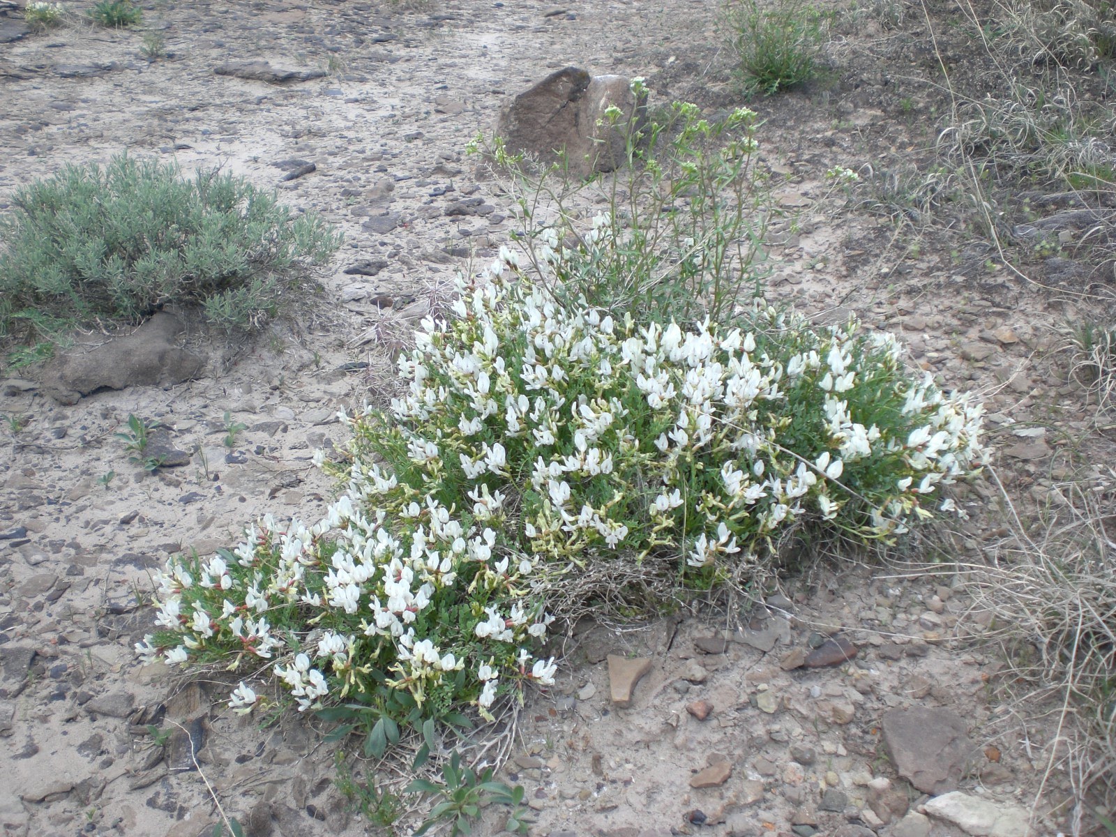 Astragalus debequaeus
