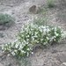 Astragalus debequaeus - Photo (c) Peggy Lyon, μερικά δικαιώματα διατηρούνται (CC BY-NC), uploaded by Peggy Lyon