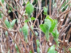 Hydrangea quercifolia