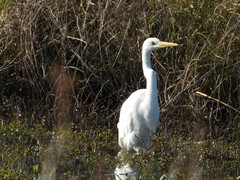 Ardea alba