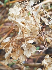 Hydrangea quercifolia
