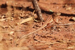 Ctenophorus isolepis