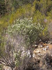 Phylica axillaris pulchra