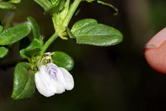 Justicia protracta protracta