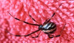 Latrodectus hesperus