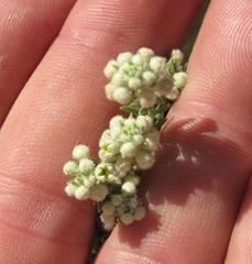 Phylica axillaris pulchra