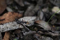 Myrmecia arnoldi