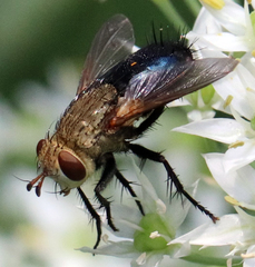 Archytas analis