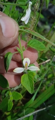 Carlowrightia