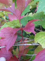 Viburnum opulus americanum