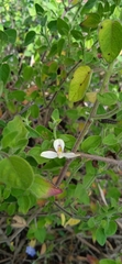 Carlowrightia