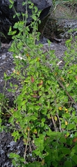 Carlowrightia