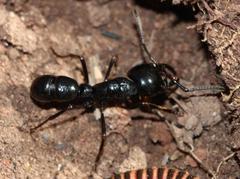 Plectroctena mandibularis