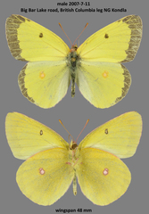 Colias gigantea