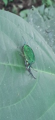 Arcas imperialis