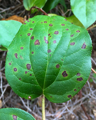 Mycosphaerella chimaphilae