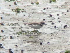 Charadrius semipalmatus