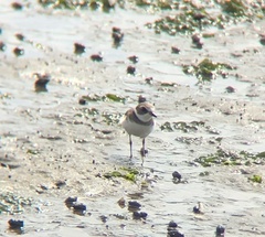 Charadrius semipalmatus