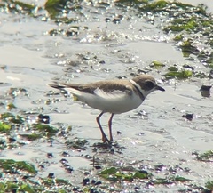 Charadrius semipalmatus