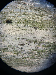 Charadrius semipalmatus