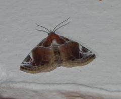 Eublemma costimacula