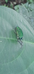 Arcas imperialis