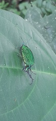 Arcas imperialis