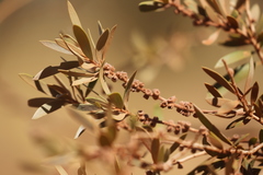 Melaleuca lasiandra