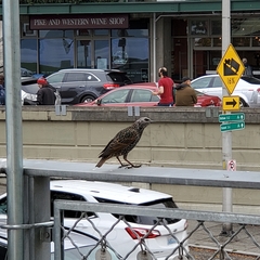 Sturnus vulgaris