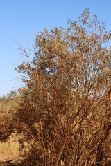 Melaleuca lasiandra