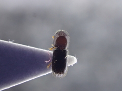 Xyleborinus saxesenii