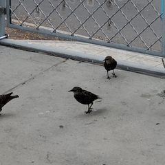 Sturnus vulgaris