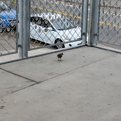 Sturnus vulgaris