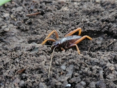 Cratomelus integer