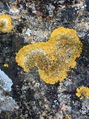 Variospora flavescens