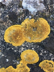 Variospora flavescens