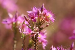 Calytrix carinata
