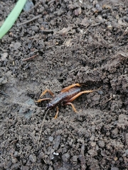 Cratomelus integer
