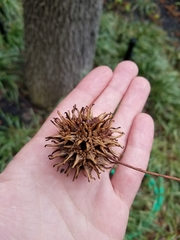 Liquidambar styraciflua